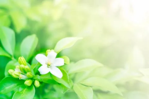 Jasmine flower Stock Photos