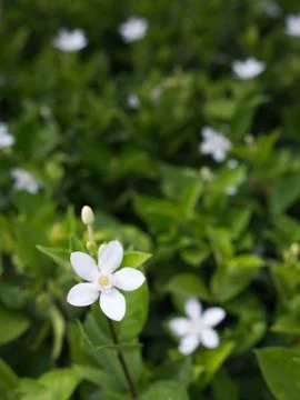 Jasmine flower Stock Photos