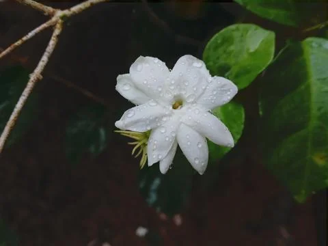 Jasmine flower Stock Photos