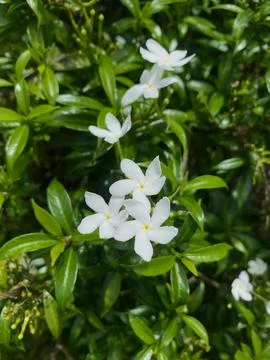 Jasmine flower Stock Photos