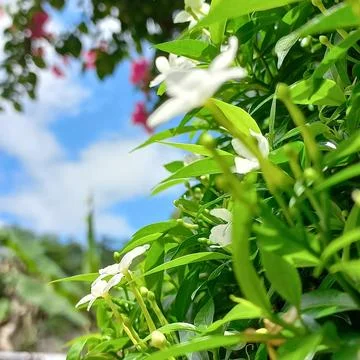 Jasmine flower Stock Photos