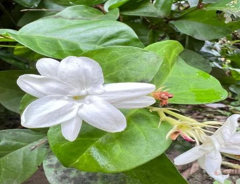 JASMINE FLOWER Stock Photos