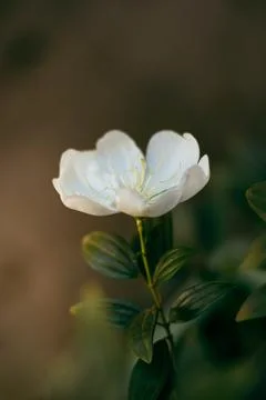 Jasmine flower Stock Photos