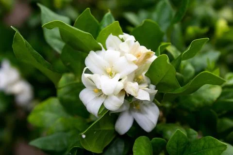 Jasmine flower Stock Photos