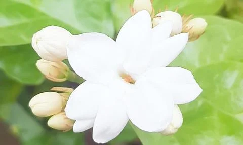 Jasmine flower Fotos de archivo