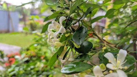 Jasmine flower Foto stock
