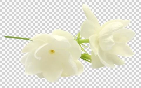 Jasmine flower Stock Photos