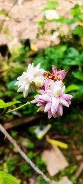 Jasmine flower Stock Photos