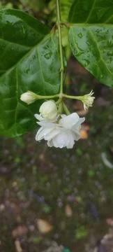 Jasmine flower Stock Photos
