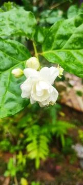 Jasmine flower Stock Photos