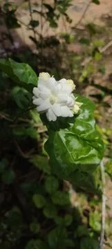 Jasmine flower Stock Photos