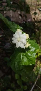 Jasmine flower Stock Photos