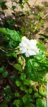 Jasmine flower Stock Photos