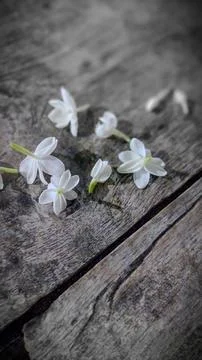 Jasmine flower Stock Photos