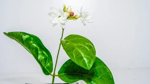Jasmine flower Stock Photos