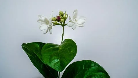 Jasmine flower Stock Photos