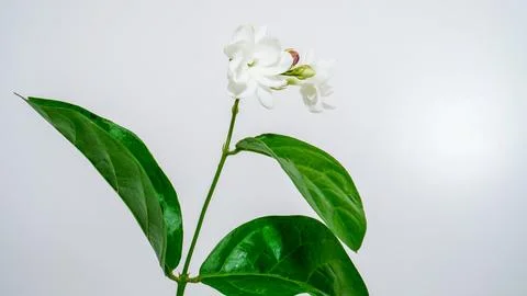 Jasmine flower Stock Photos