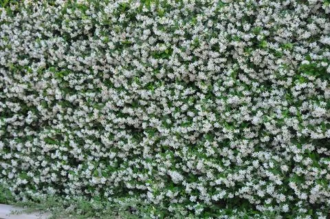 Jasmine flower Stock Photos