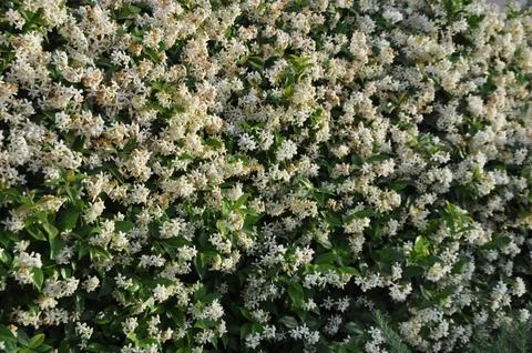 Jasmine flower 스톡 사진