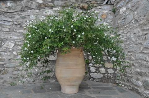 Jasmine flower 스톡 사진