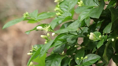 Jasmine flower swaying by the wind Stock Footage 134310927