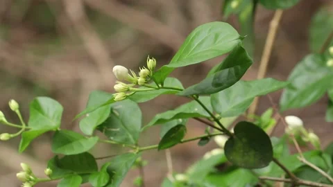 Jasmine flower swaying by the wind Stock Footage 134311838