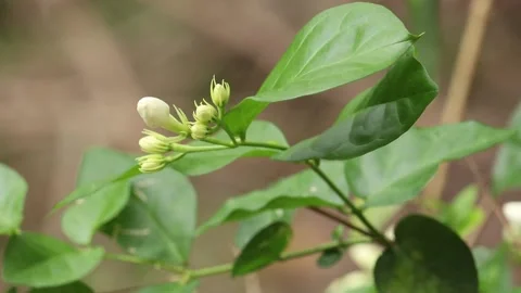 Jasmine flower swaying by the wind Stock Footage 134312564