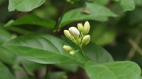 Jasmine flower swaying by the wind Stock Footage 134728273
