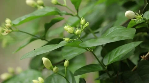 Jasmine flower swaying by the wind Stock Footage 134728346