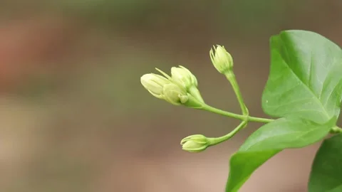 Jasmine flower swaying by the wind Stock Footage 134728506