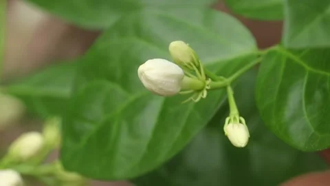 Jasmine flower swaying by the wind Stock Footage 134728631