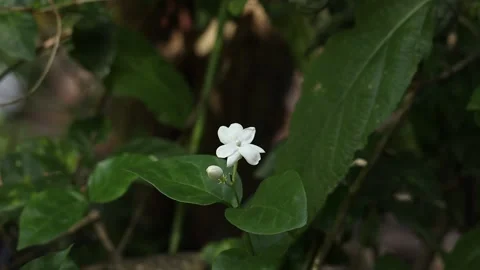 Jasmine flower swaying by the wind Stock Footage 134729620