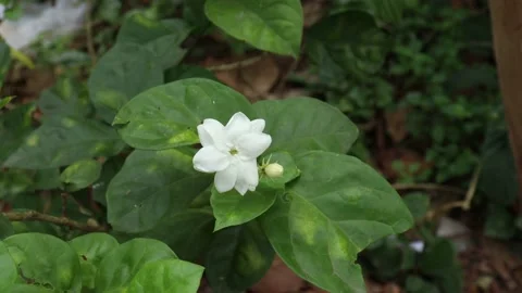 Jasmine flower swaying by the wind Stock Footage 134842394