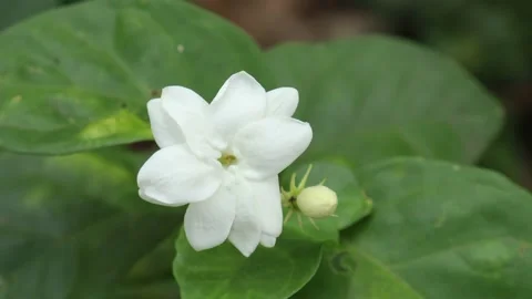 Jasmine flower swaying by wind Stock Footage 134973558