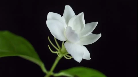 Jasmine flower time lapse Stock Footage 57021643