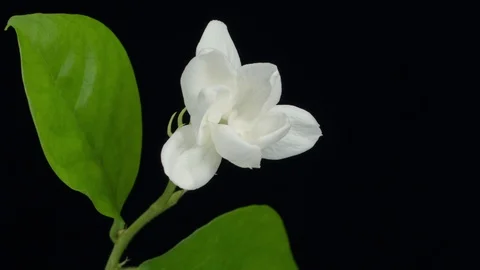 Jasmine flower time lapse Stock Footage 90182472
