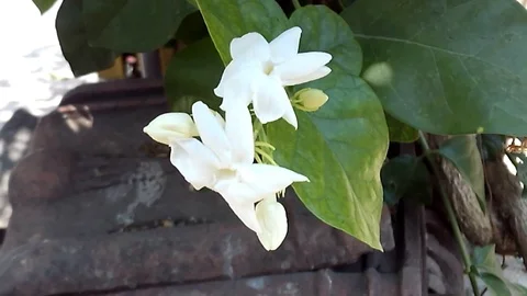 Jasmine flower on the tree Video stock 119865115