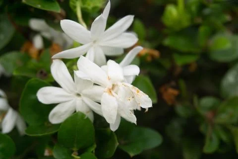 Jasmine flower on the tree Foto stock