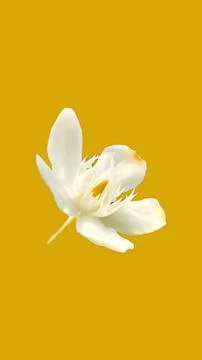 Jasmine flower wallpapers Stock Photos