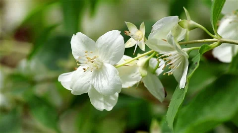A jasmine flower on wind Stock Footage 68102956