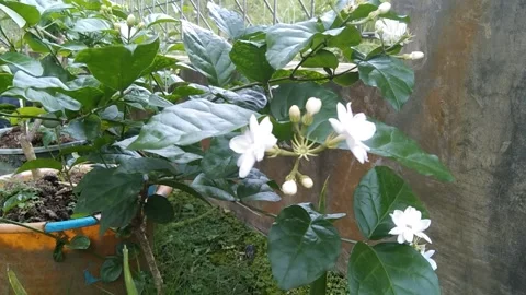 Jasmine flower in the yard 库存影片 219549343