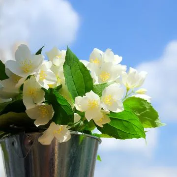 Jasmine flowers on a background of clouds. Stock Photos