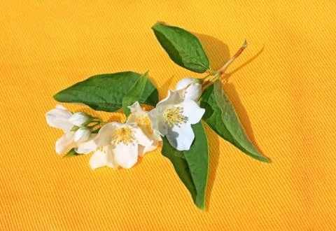 Jasmine flowers background Stock Photos