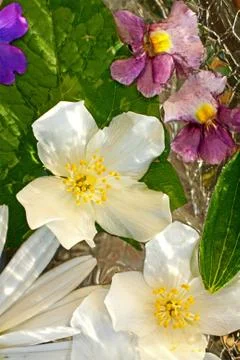 Jasmine flowers background Stock Photos