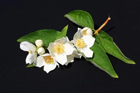 Jasmine flowers background Stock Photos