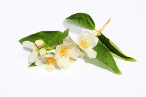 Jasmine flowers background Stock Photos