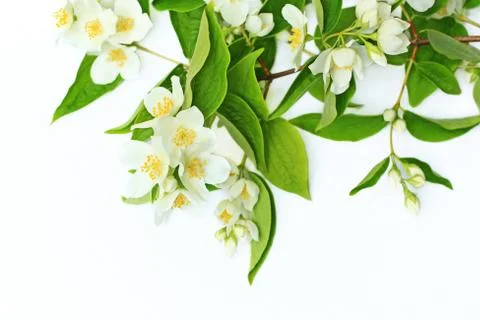Jasmine flowers background Stock Photos