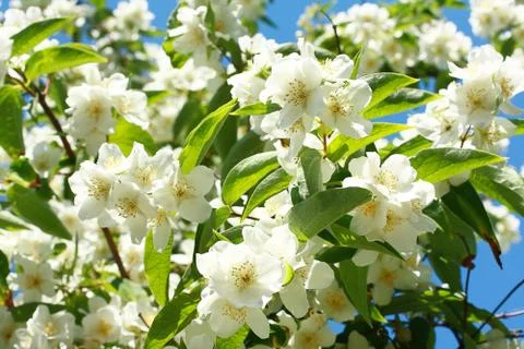 Jasmine flowers background Stock Photos
