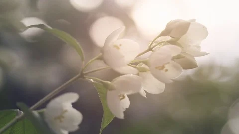 Jasmine flowers in bloom focus pull prores footage Stock-Footage 75327315
