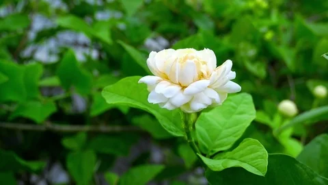 Jasmine flowers bloom Stock Footage 91487102